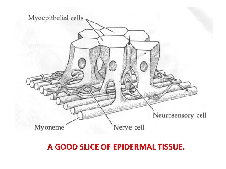 A GOOD SLICE OF EPIDERMAL TISSUE. 
