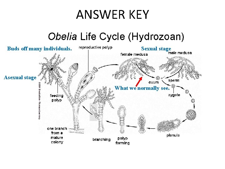 ANSWER KEY Buds off many individuals. Sexual stage Asexual stage What we normally see.