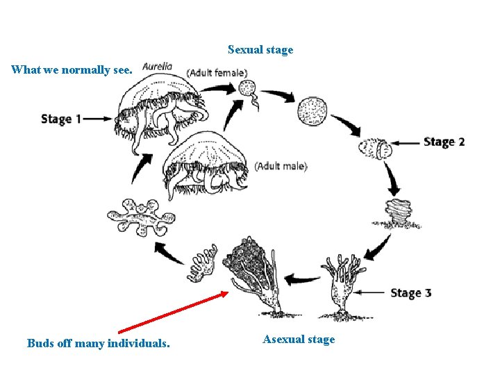 Sexual stage What we normally see. Buds off many individuals. Asexual stage 