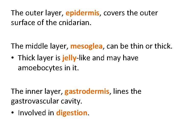 The outer layer, epidermis, covers the outer surface of the cnidarian. The middle layer,