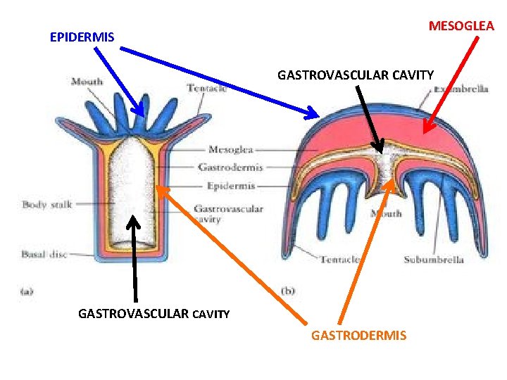 MESOGLEA EPIDERMIS GASTROVASCULAR CAVITY GASTRODERMIS 
