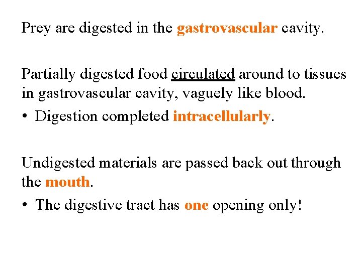 Prey are digested in the gastrovascular cavity. Partially digested food circulated around to tissues