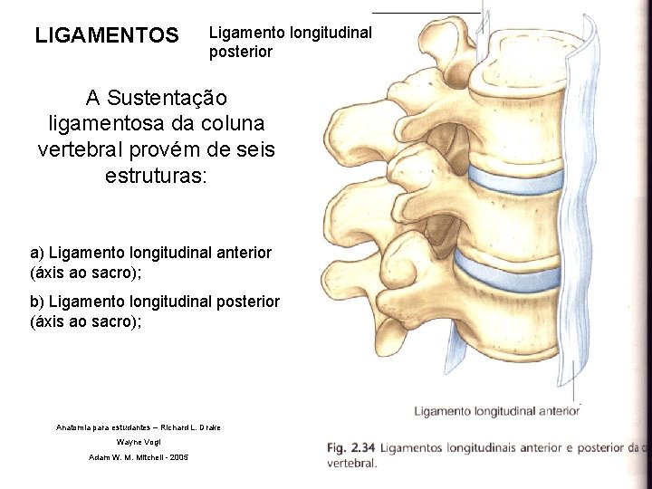 LIGAMENTOS Ligamento longitudinal posterior A Sustentação ligamentosa da coluna vertebral provém de seis estruturas: