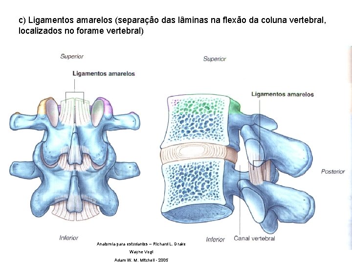 c) Ligamentos amarelos (separação das lâminas na flexão da coluna vertebral, localizados no forame