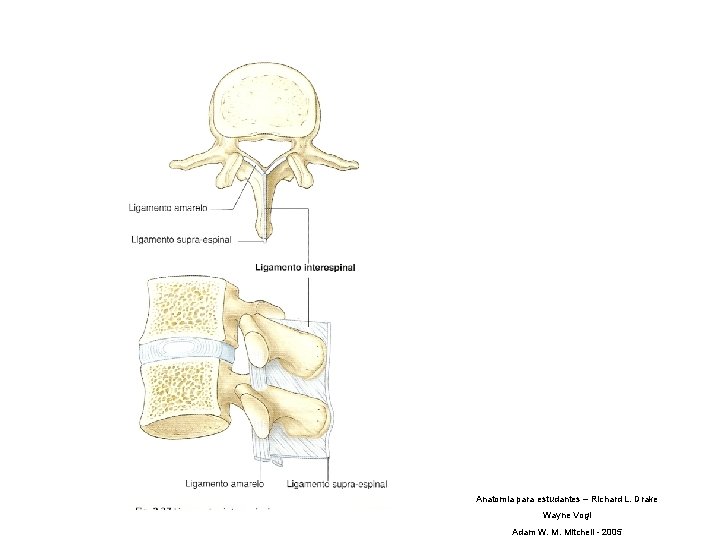 Anatomia para estudantes – Richard L. Drake Wayne Vogl Adam W. M. Mitchell -