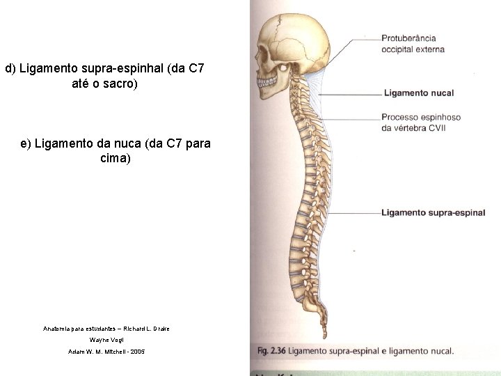 d) Ligamento supra-espinhal (da C 7 até o sacro) e) Ligamento da nuca (da