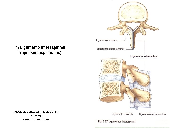 f) Ligamento interespinhal (apófises espinhosas) Anatomia para estudantes – Richard L. Drake Wayne Vogl