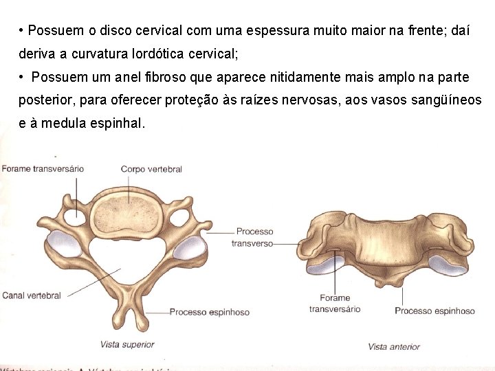  • Possuem o disco cervical com uma espessura muito maior na frente; daí