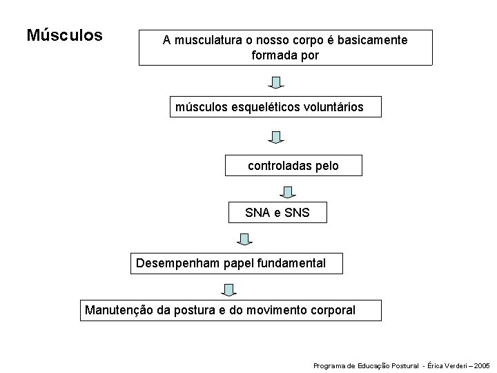 Músculos A musculatura o nosso corpo é basicamente formada por músculos esqueléticos voluntários controladas