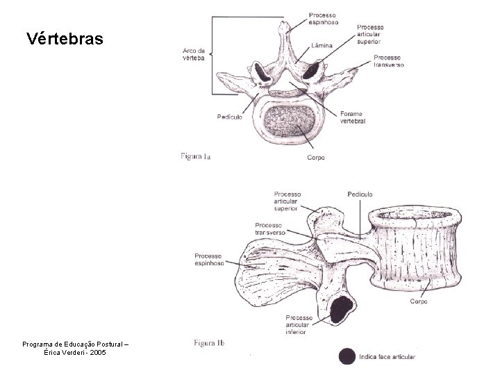 Vértebras Programa de Educação Postural – Érica Verderi - 2005 