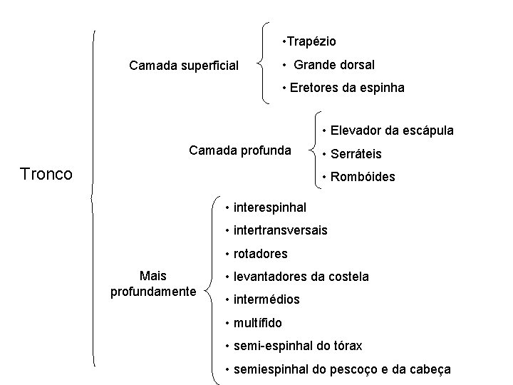  • Trapézio Camada superficial • Grande dorsal • Eretores da espinha • Elevador