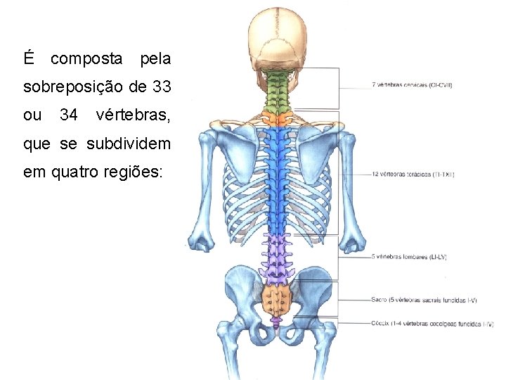 É composta pela sobreposição de 33 ou 34 vértebras, que se subdividem em quatro