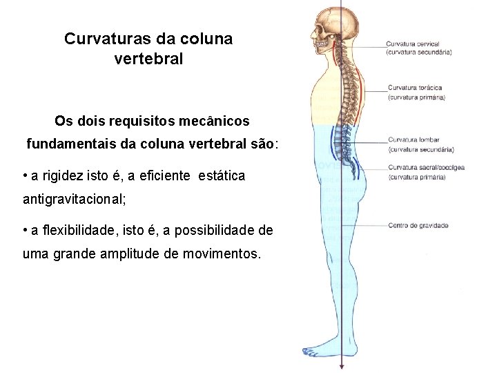 Curvaturas da coluna vertebral Os dois requisitos mecânicos fundamentais da coluna vertebral são: •