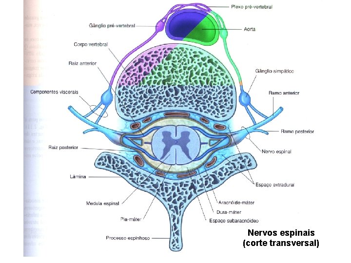 Nervos espinais (corte transversal) 