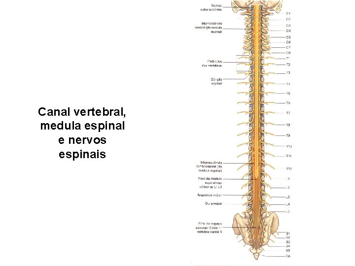 Canal vertebral, medula espinal e nervos espinais 