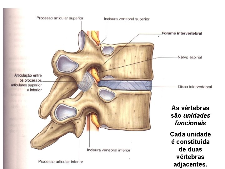 As vértebras são unidades funcionais Cada unidade é constituída de duas vértebras adjacentes. 