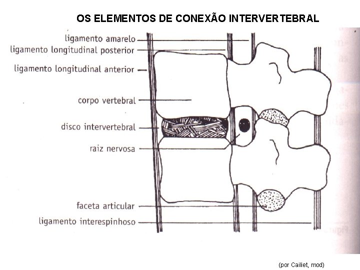 OS ELEMENTOS DE CONEXÃO INTERVERTEBRAL (por Cailiet, mod) 