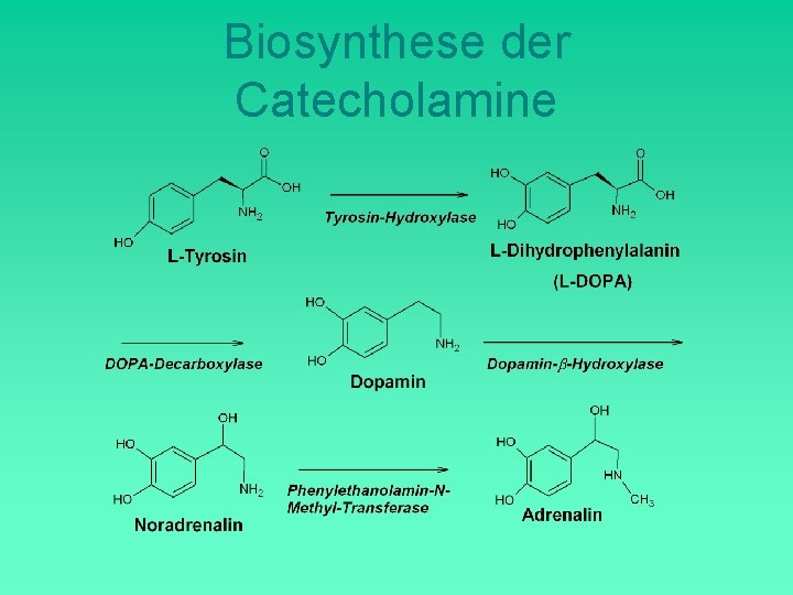 Biosynthese der Catecholamine 