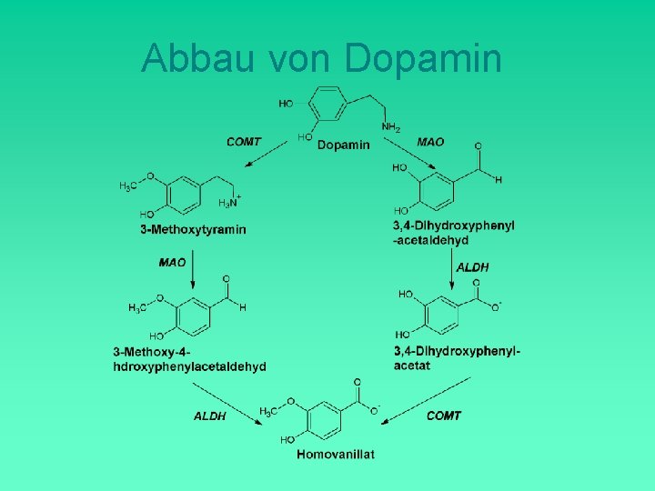 Abbau von Dopamin 