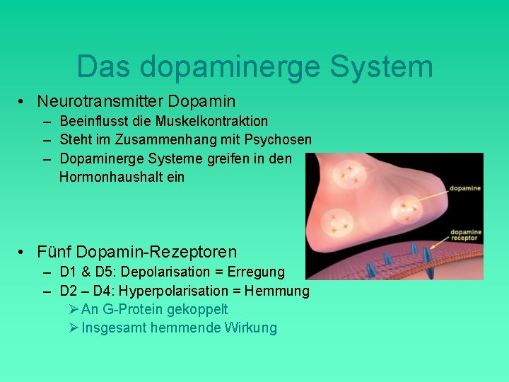 Das dopaminerge System • Neurotransmitter Dopamin – Beeinflusst die Muskelkontraktion – Steht im Zusammenhang