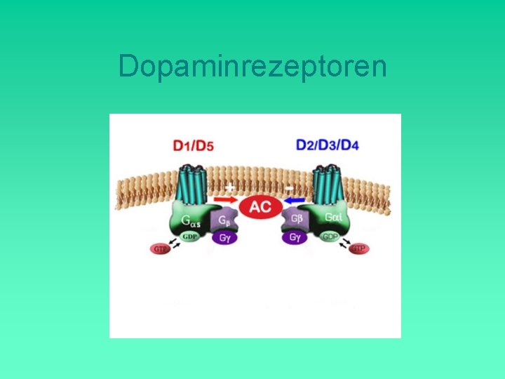 Dopaminrezeptoren 