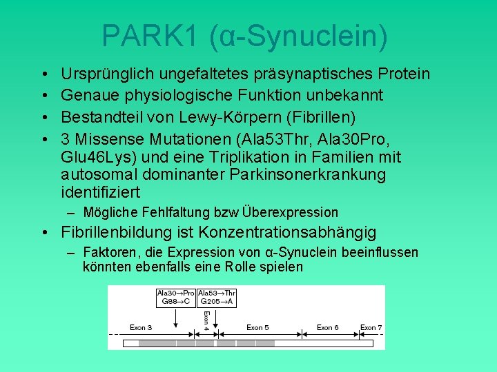 PARK 1 (α-Synuclein) • • Ursprünglich ungefaltetes präsynaptisches Protein Genaue physiologische Funktion unbekannt Bestandteil