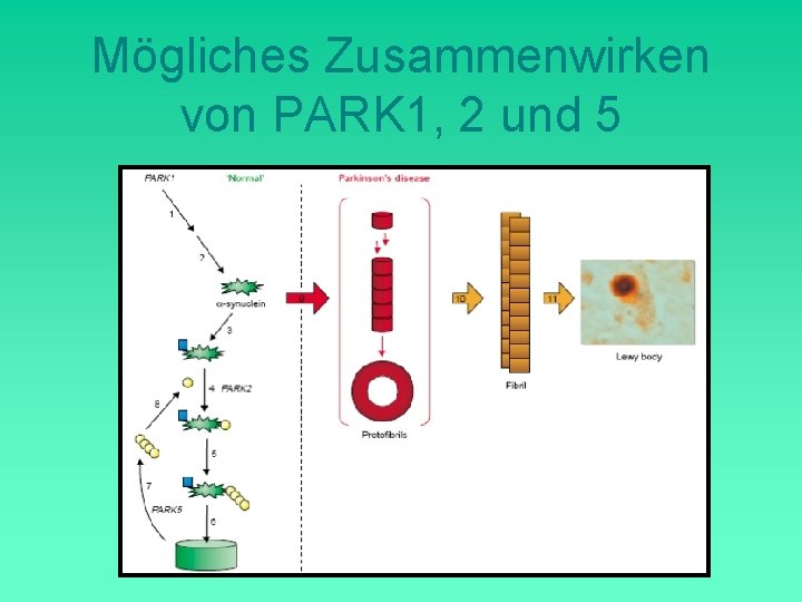 Mögliches Zusammenwirken von PARK 1, 2 und 5 