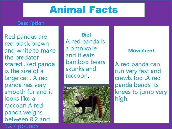 Animal Facts Description Red pandas are red black brown and white to make the