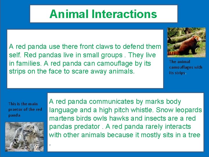 Animal Interactions A red panda use there front claws to defend them self. Red