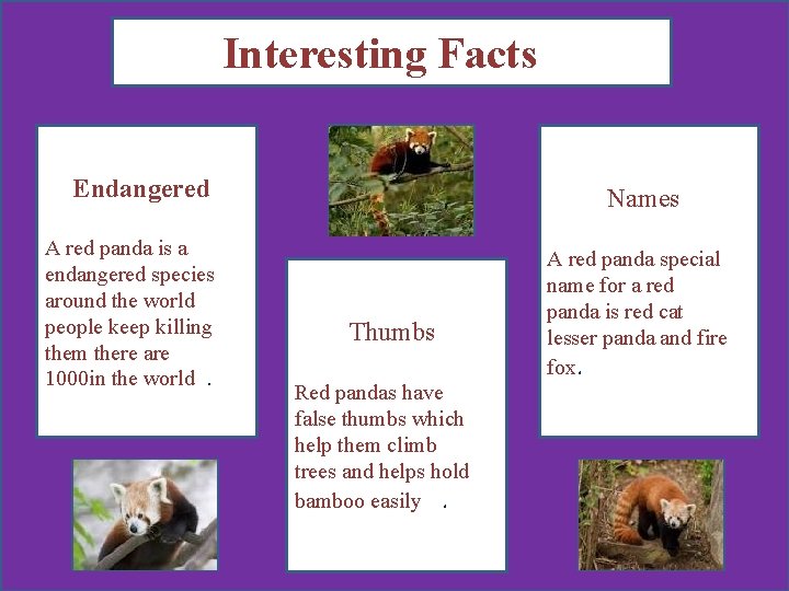 Interesting Facts Endangered A red panda is a endangered species around the world people