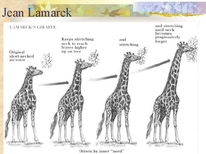 Jean Lamarck 
