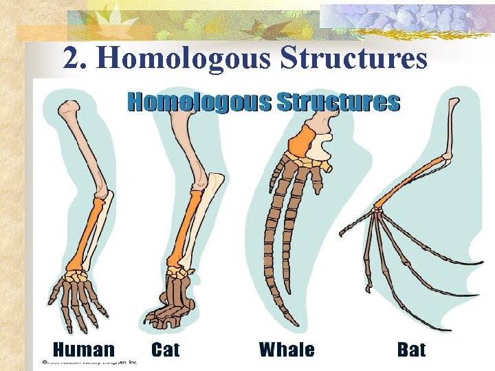 2. Homologous Structures 