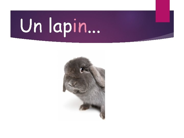 Un lapin. . . 