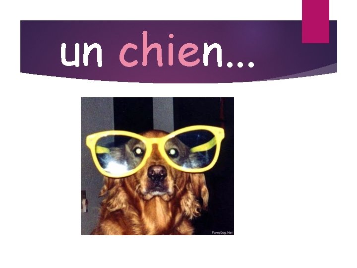 un chien. . . 