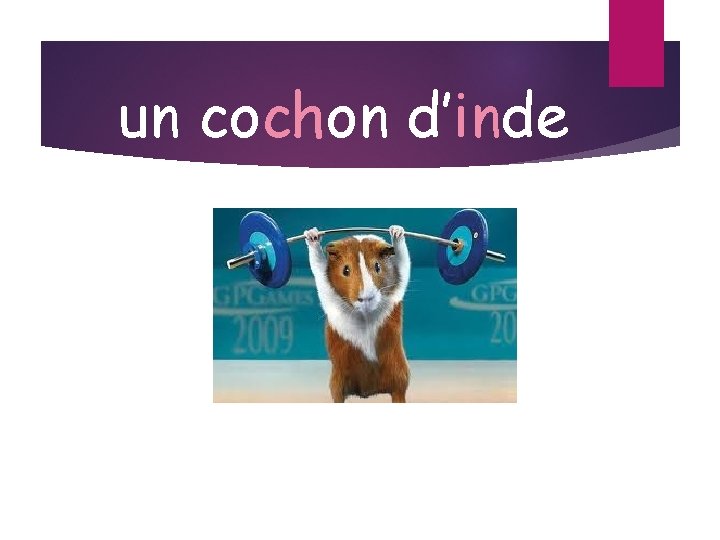 un cochon d’inde 