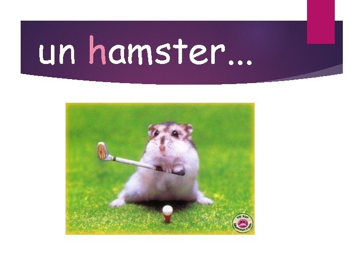 un hamster. . . 