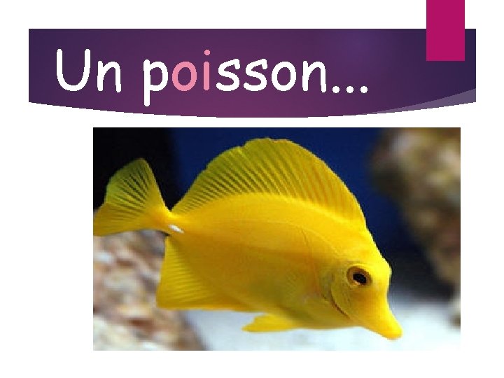 Un poisson. . . 