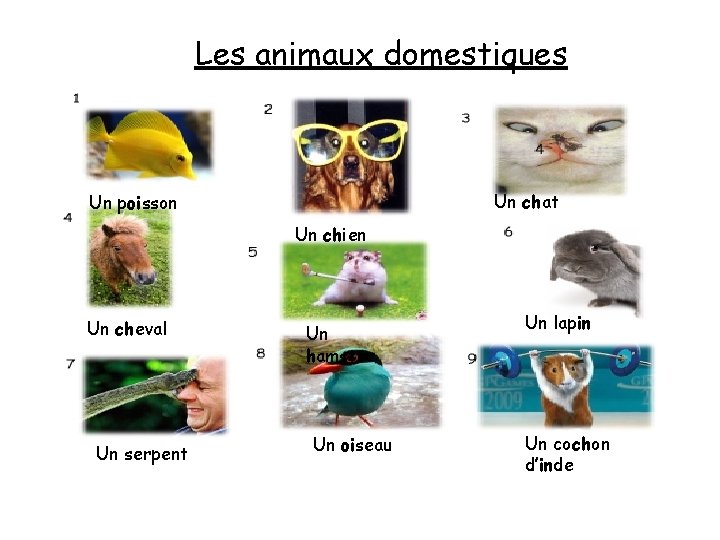 Les animaux domestiques Un chat Un poisson Un chien Un cheval Un serpent Un