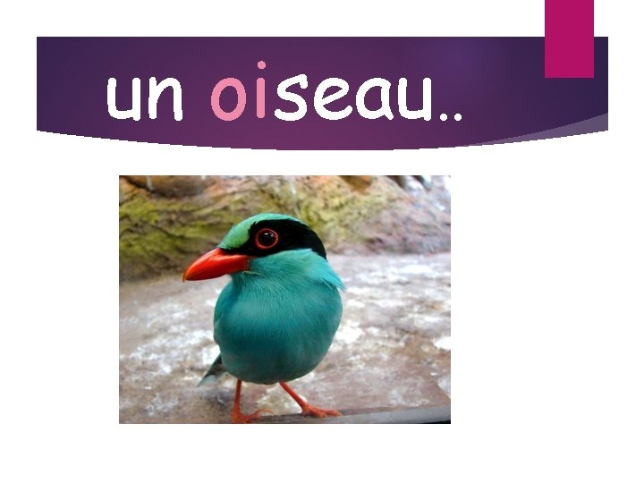 un oiseau. . 