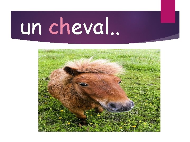 un cheval. . 