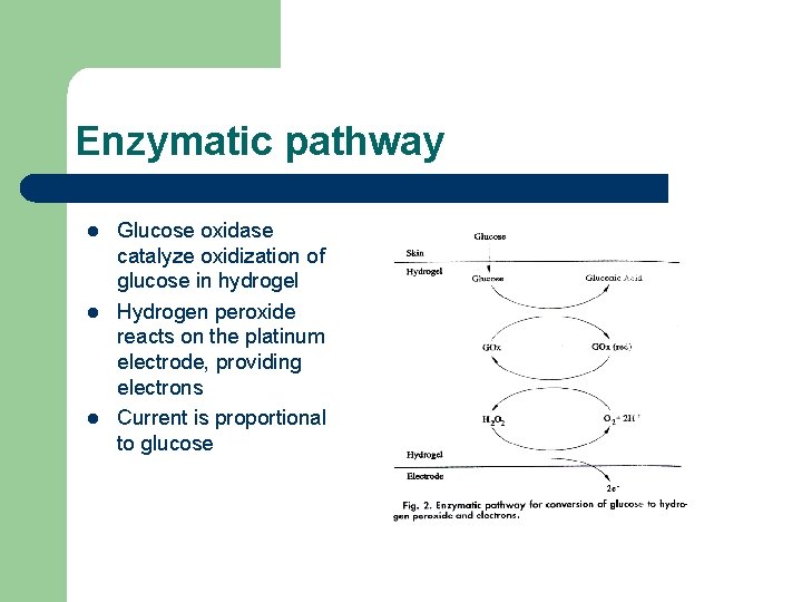 Enzymatic pathway l l l Glucose oxidase catalyze oxidization of glucose in hydrogel Hydrogen