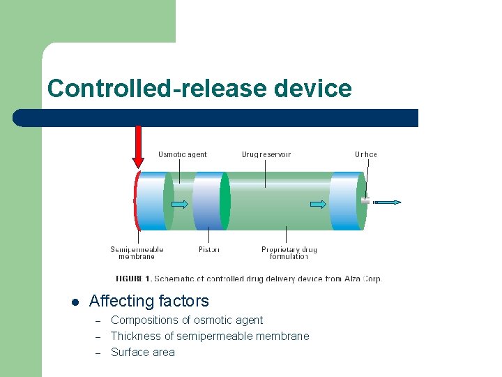 Controlled-release device l Affecting factors – – – Compositions of osmotic agent Thickness of