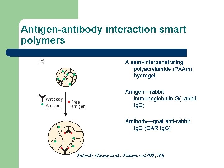 Antigen-antibody interaction smart polymers A semi-interpenetrating polyacrylamide (PAAm) hydrogel Antigen—rabbit immunoglobulin G( rabbit Ig.
