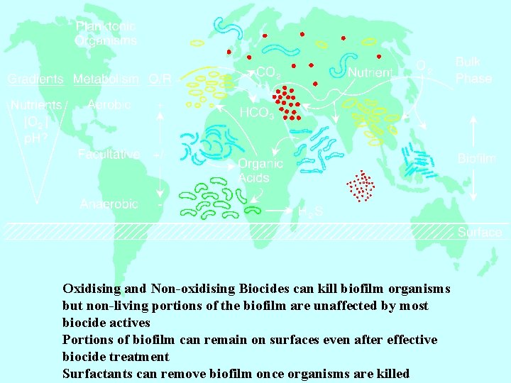 Oxidising and Non-oxidising Biocides can kill biofilm organisms but non-living portions of the biofilm