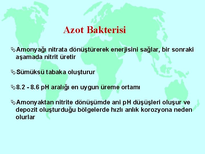 Azot Bakterisi ÄAmonyağı nitrata dönüştürerek enerjisini sağlar, bir sonraki aşamada nitrit üretir ÄSümüksü tabaka