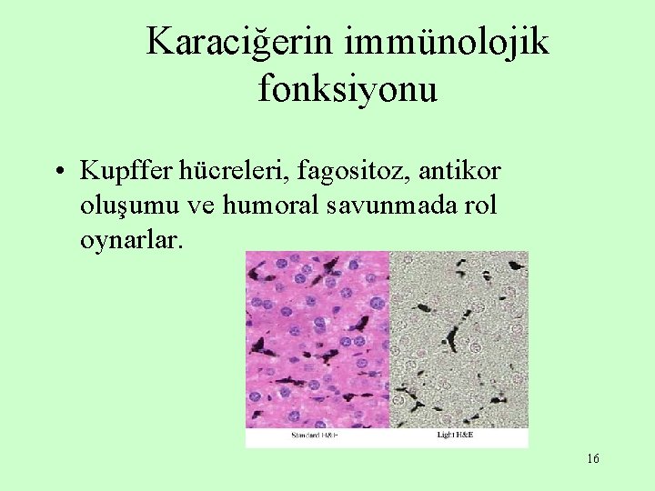 Karaciğerin immünolojik fonksiyonu • Kupffer hücreleri, fagositoz, antikor oluşumu ve humoral savunmada rol oynarlar.
