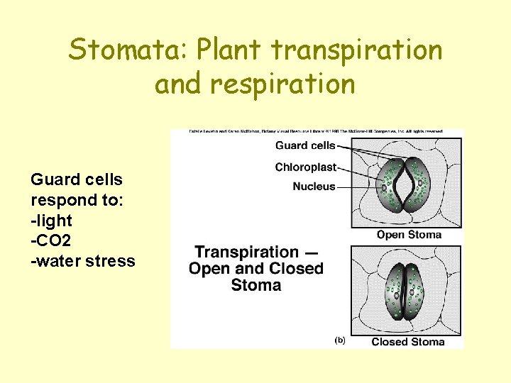 Stomata: Plant transpiration and respiration Guard cells respond to: -light -CO 2 -water stress