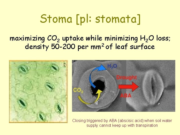 Stoma [pl: stomata] maximizing CO 2 uptake while minimizing H 2 O loss; density