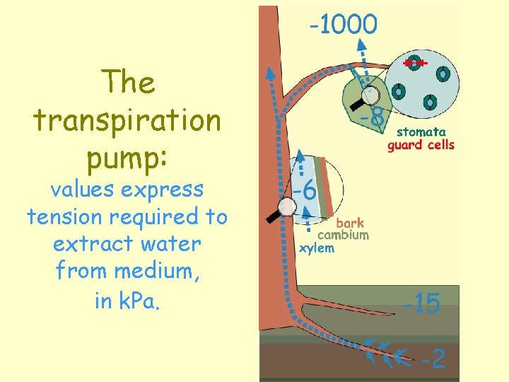 The transpiration pump: values express tension required to extract water from medium, in k.