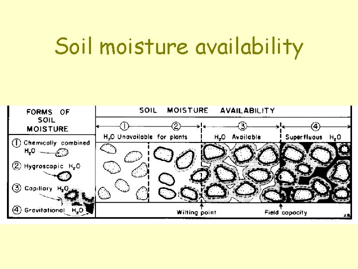 Soil moisture availability 